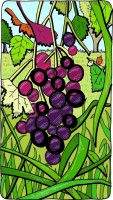 Illustration of purple grapes on a vine.