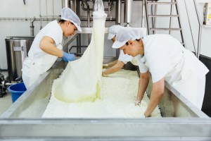 A group of three cheesemakers making cheese by hand