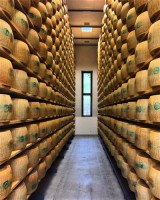 Wheels of Parmigiano Reggiano aging in Giorgio Cravero's cheese caves in Bra, Italy