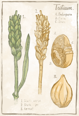 Botanical drawing of the various components of grains