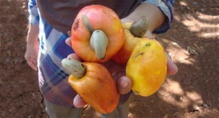 Photo of a cashew fruit, which looks similar to a bell pepper with a brownish greenish cashew nut instead of a stem.