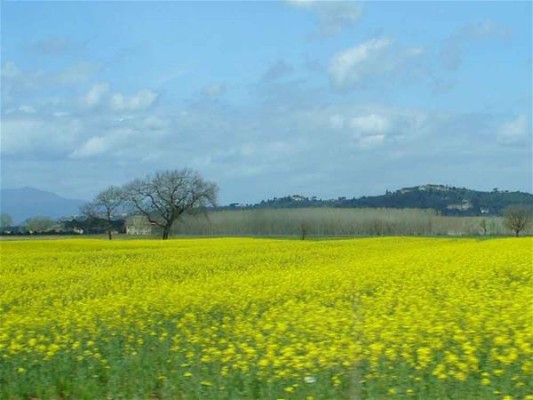 A field of bright yellow fennel flowers in Tuscany.
