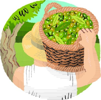 Illustration of a person with a basket of freshly picked olives balanced on their shoulder.