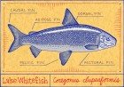 Whitefish Pâté