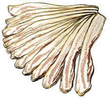Cartoon illustration of hickory smoked bacon fanned out.
