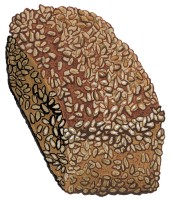 Sunflower seed covered loaf of dinkelbrot