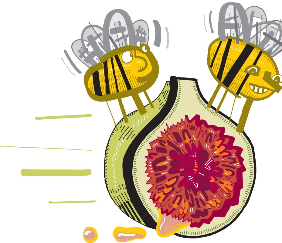 Preserved Honey Figs for sale. Buy online at Zingerman's Mail Order