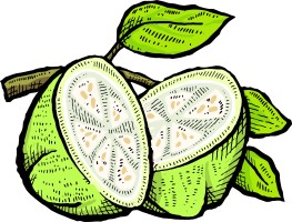 Illustration of a white-fleshed guava