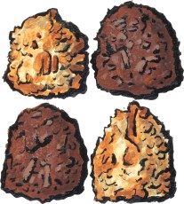 Chocolate and Vanilla Coconut Macaroon Cookies