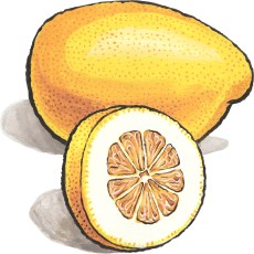 Menton Lemon Jam from Provence