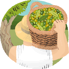 Ascolana Olives